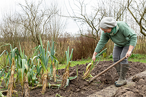 Vrouw aan het rooien in moestuin